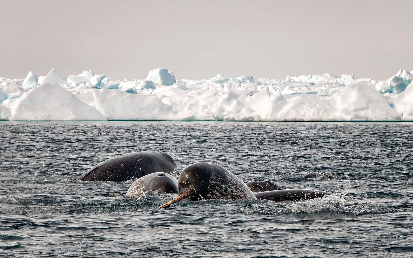Photos Best Wildlife Photography 2020 Canadian Geographic