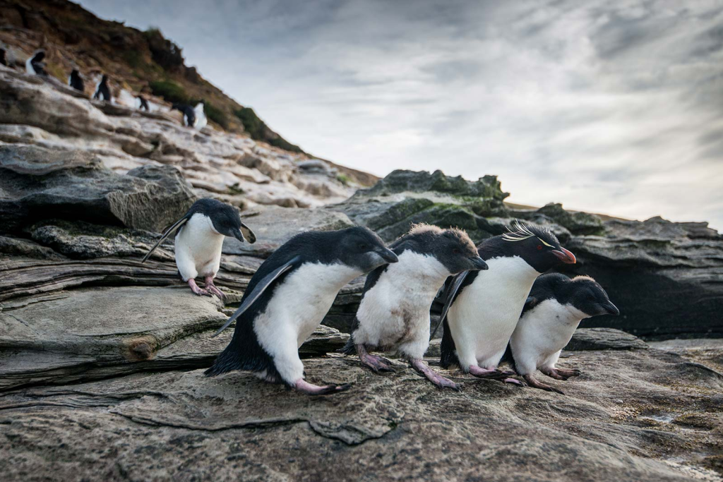 Rockhopper penguins in the Falkland Islands