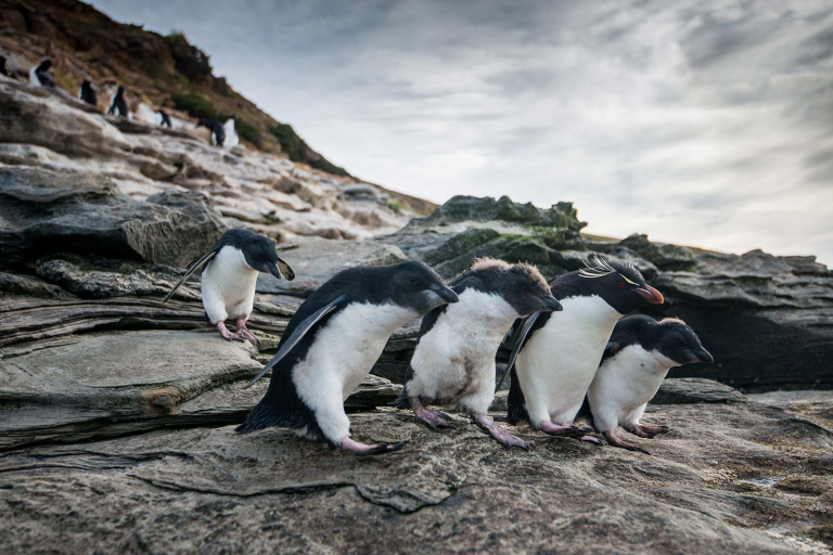 Rockhopper penguins in the Falkland Islands