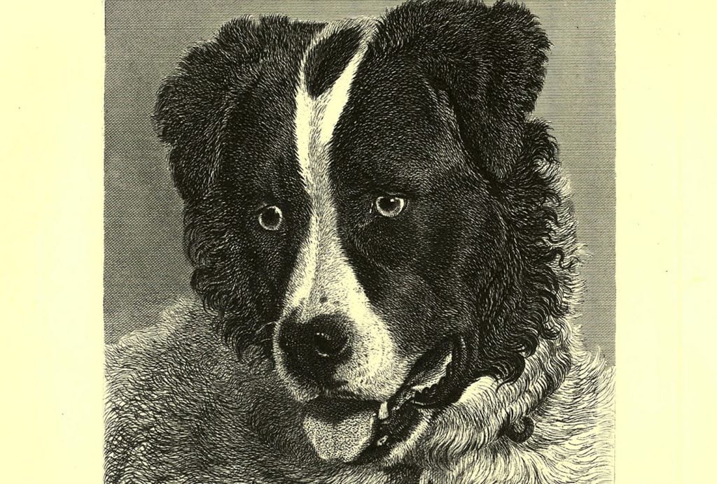 Neptune, a Newfoundland dog who sailed on HMS Erebus
