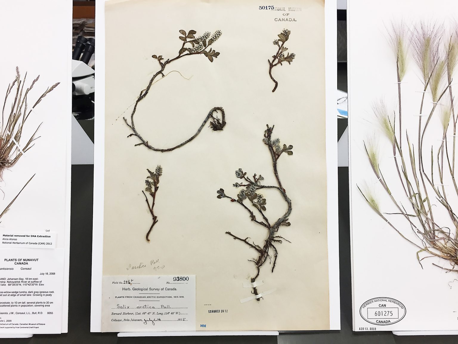 Pressing of an Arctic plant from 1915