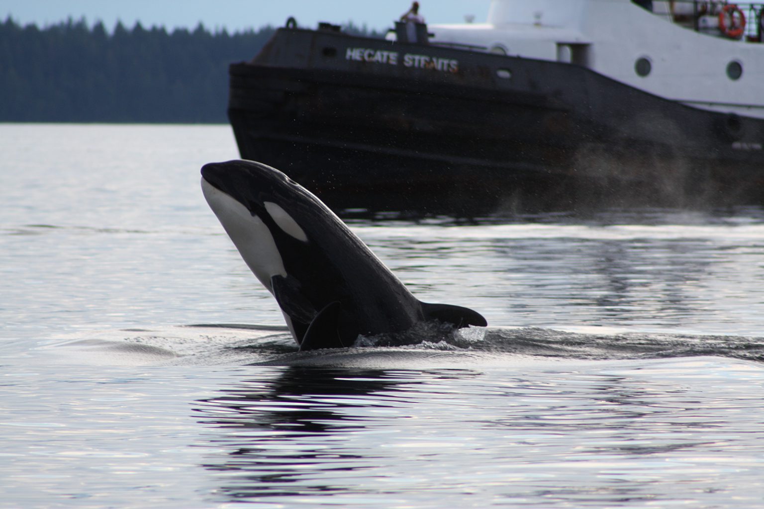 orca with boat under tow 
