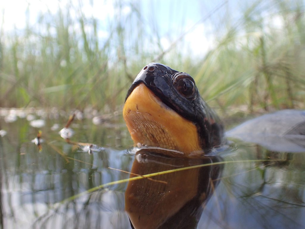 Blanding's turtle in a pond