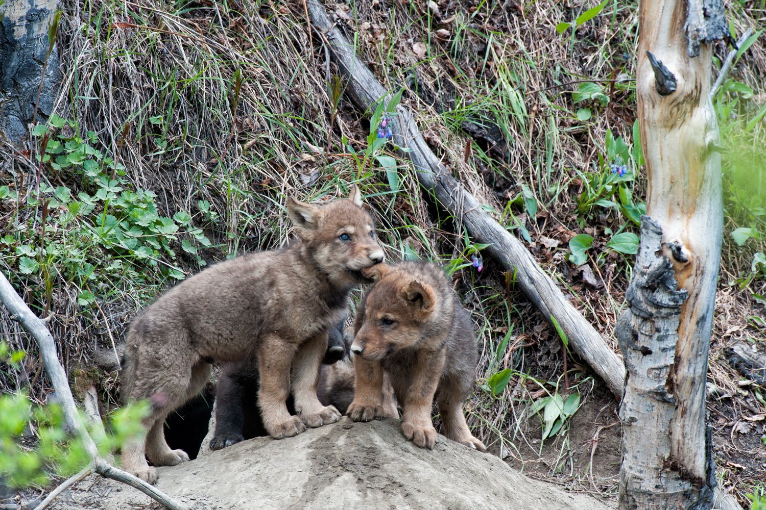 Wolf pups play outside their den in Yukon Territory 