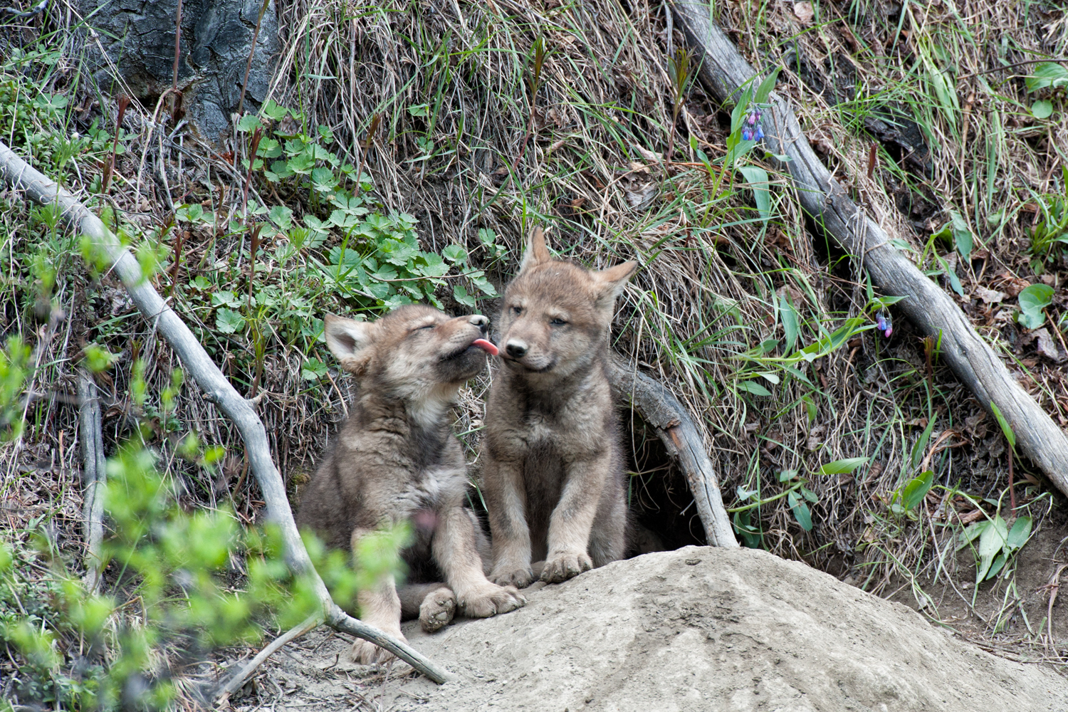 Wolf pups play outside their den in the Yukon Territory