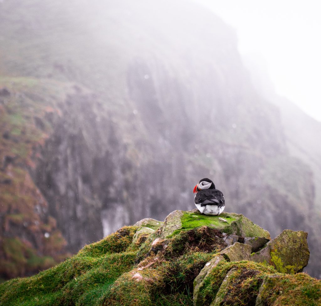 Puffin sitting on cliffside surrounded by mountains.