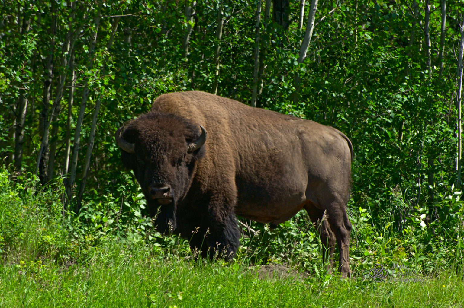 A plains bison in Elk Island National Park