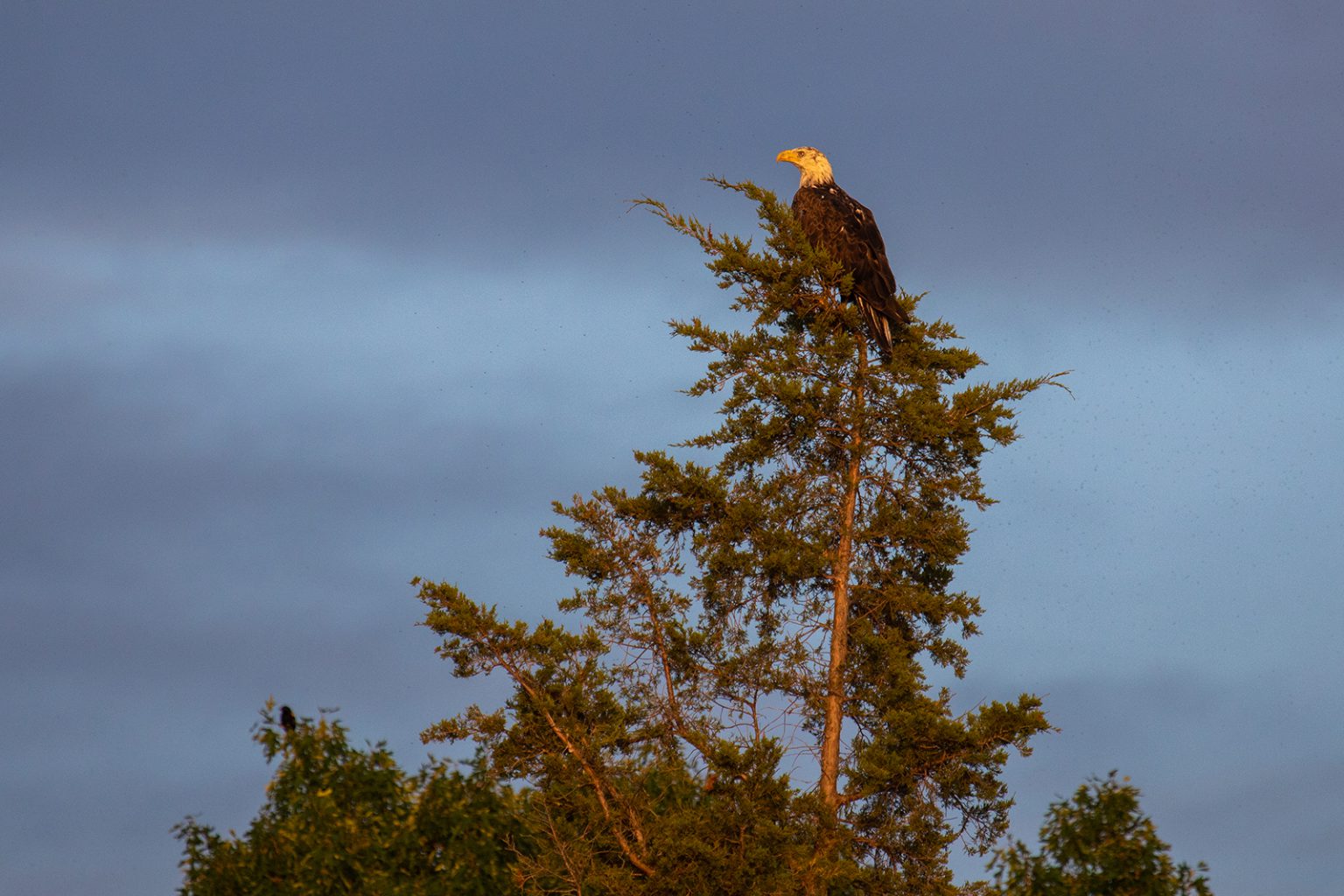 A bald eagle perched on top of a pine tree is tinted orange by the setting sun