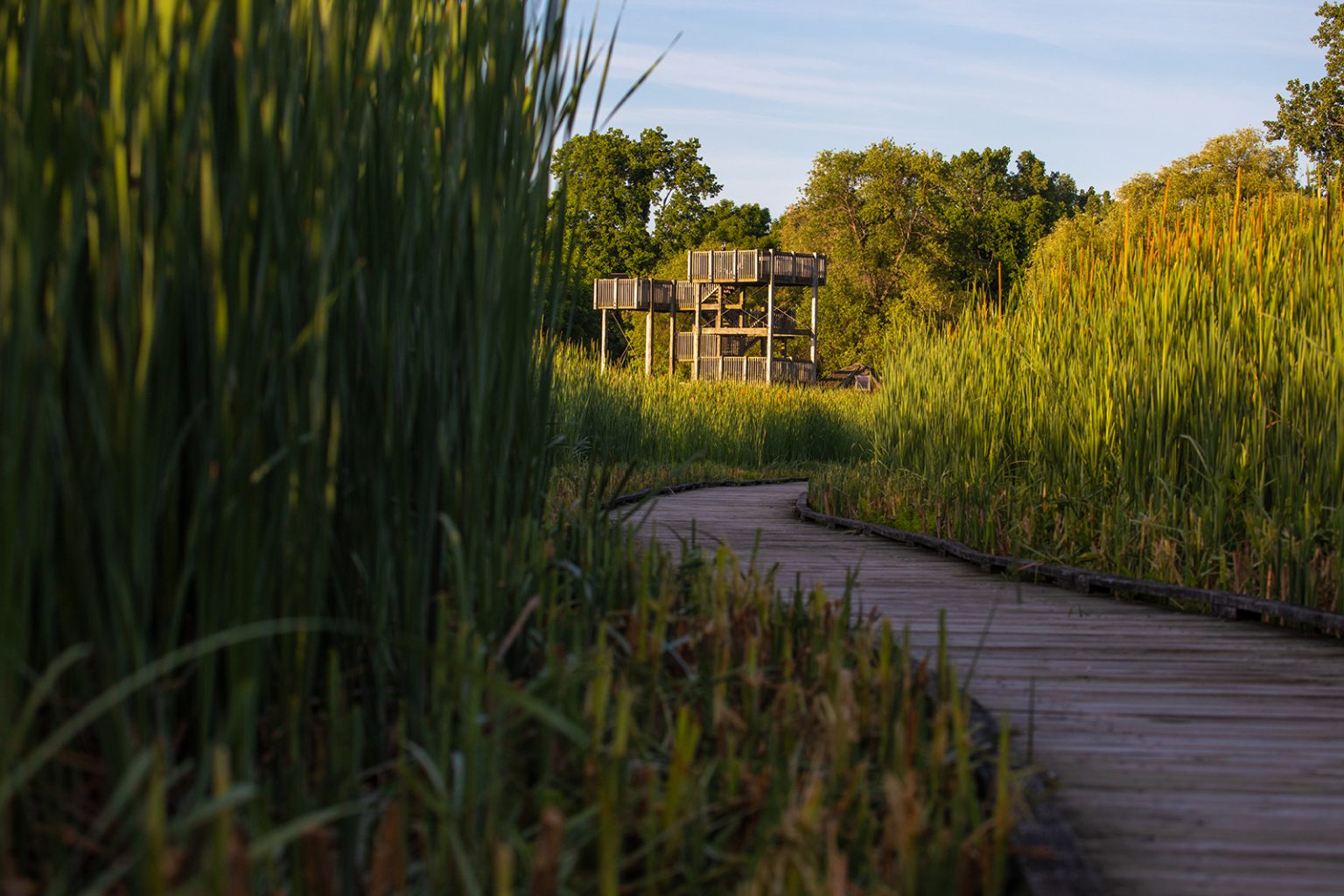 Marsh boardwalk at sunset in Point Pelee National Park