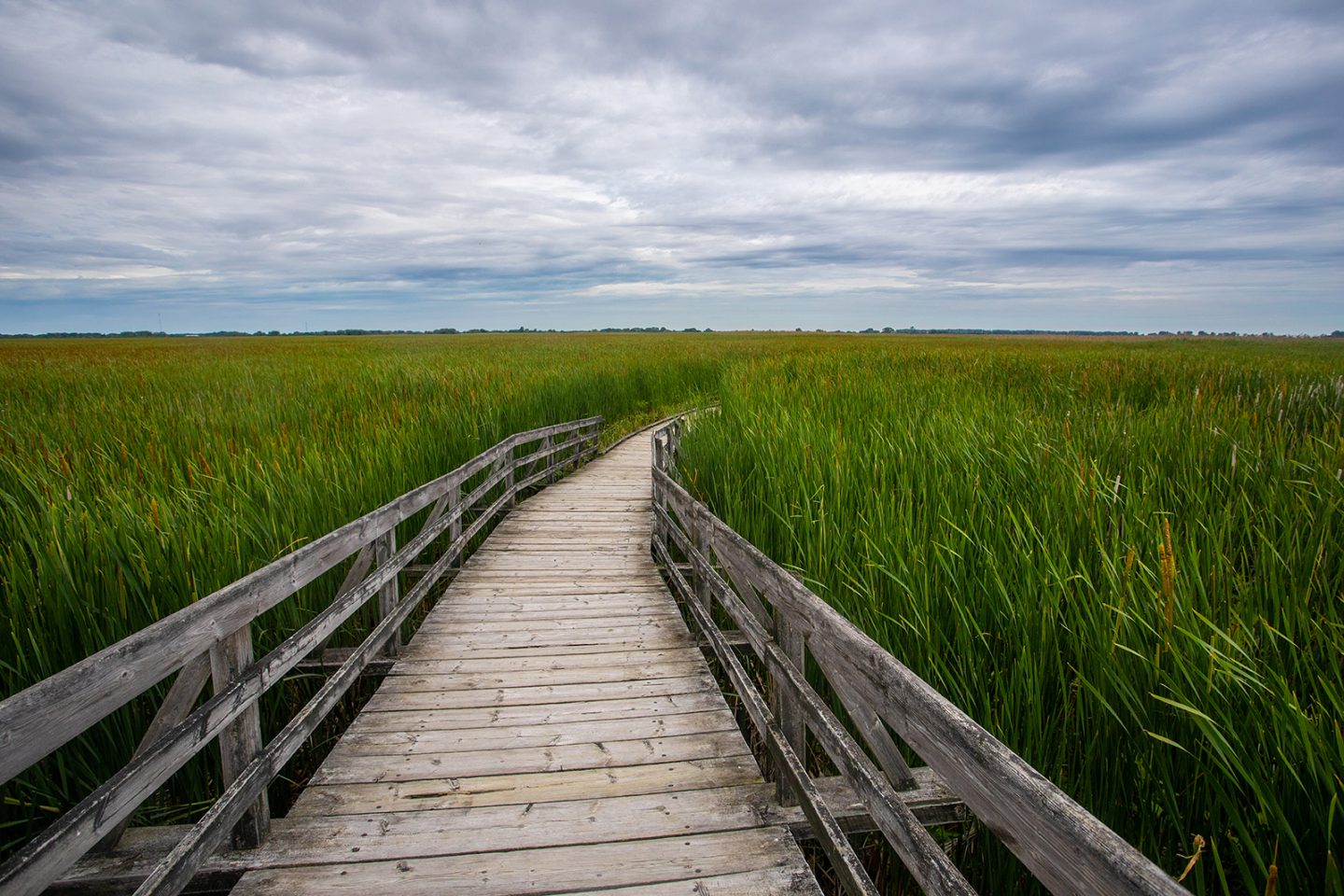 Wooden boardwalk through a marshland