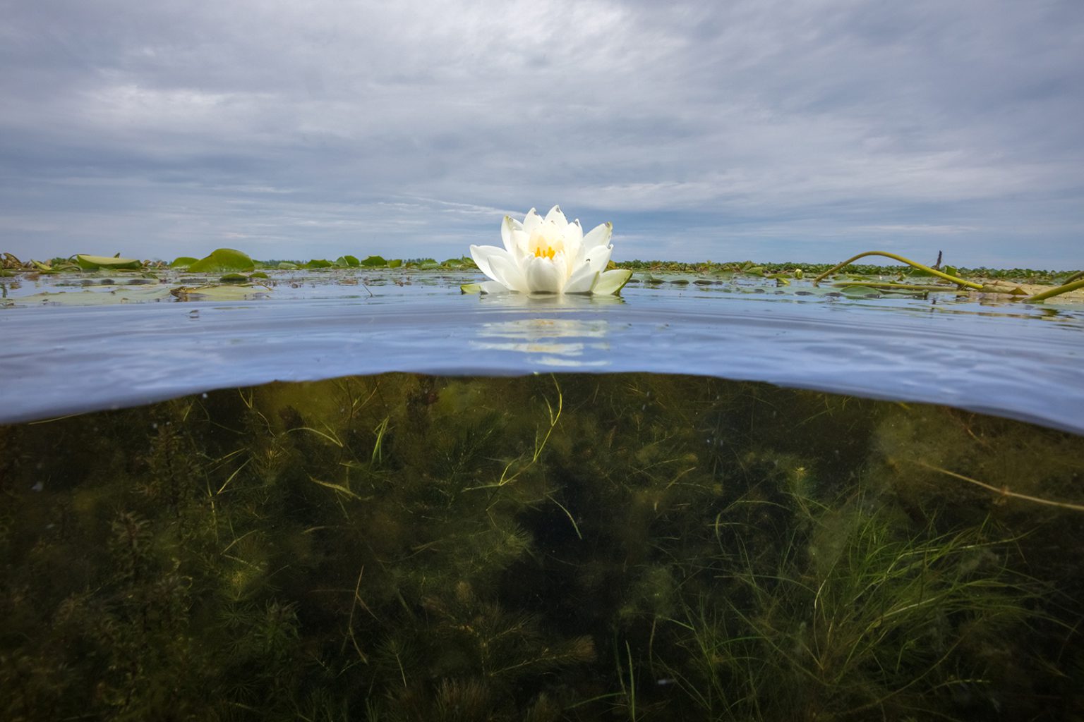 A water lily floating on top of shallow, brackish water