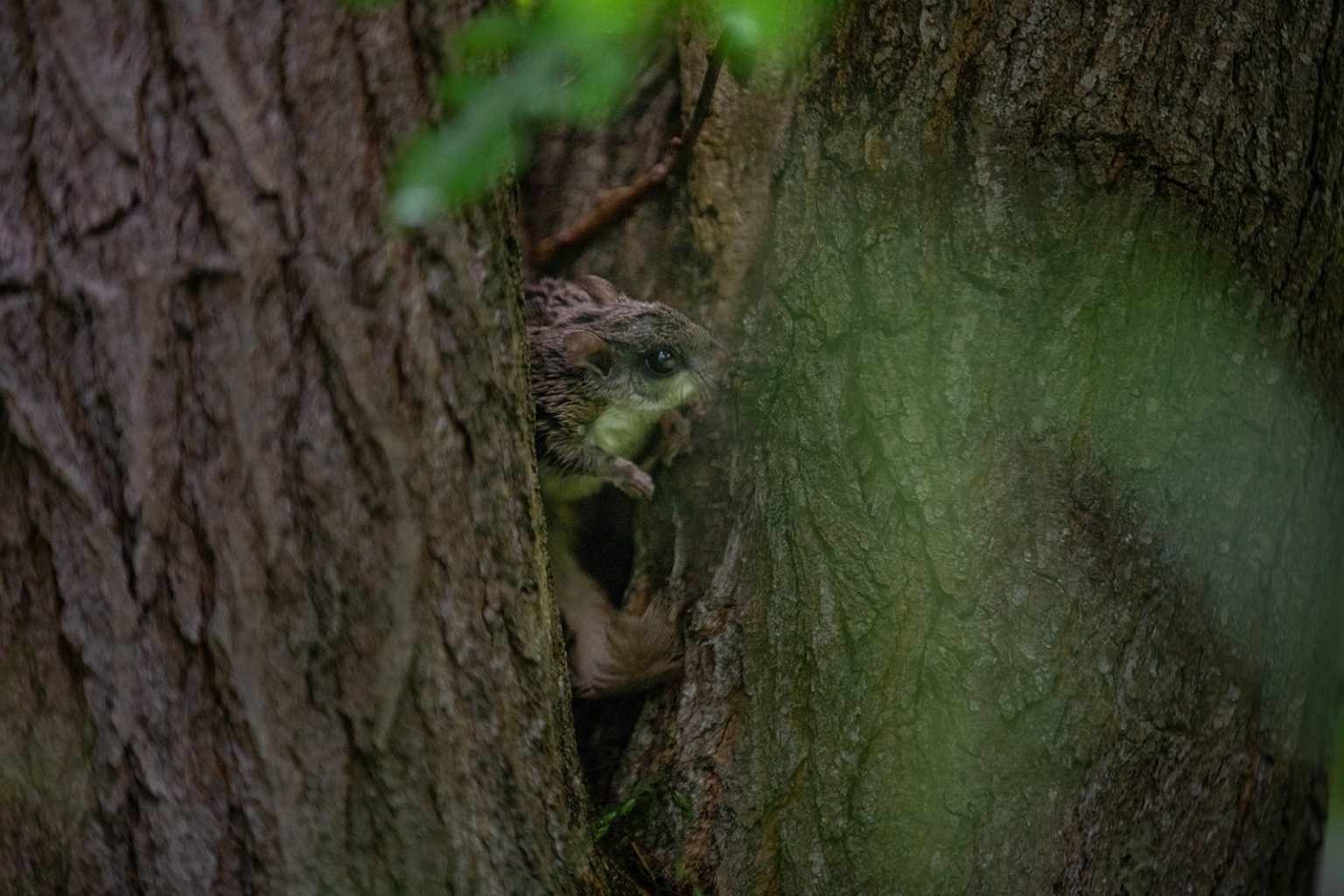 Southern flying squirrel