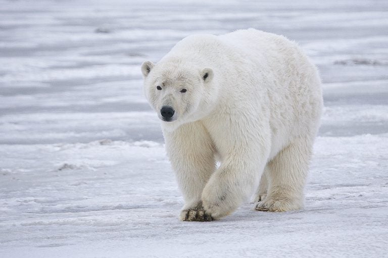 Microchipped polar bear hides used to combat wildlife trafficking