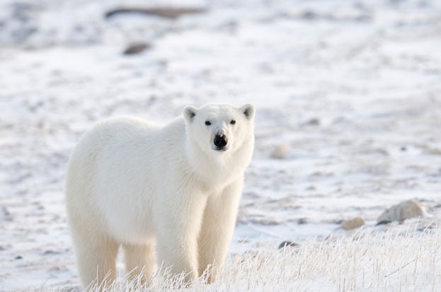 The truth about polar bears | Canadian Geographic