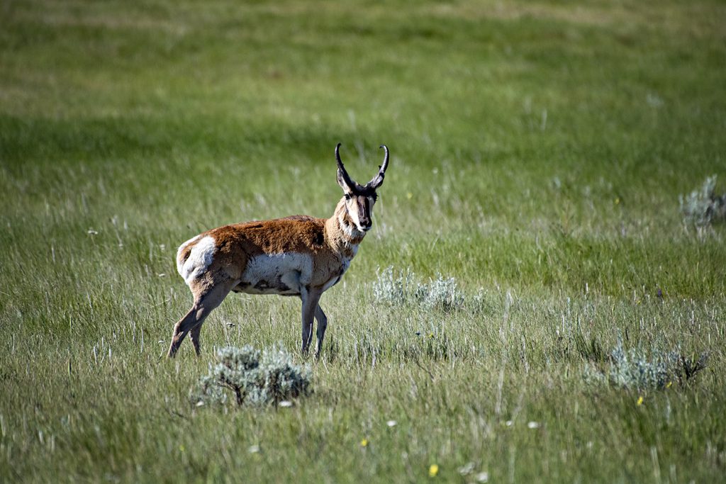 Pronghorn, Saskatchewan