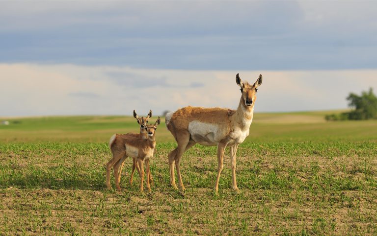 A female pronghorn with her twins on the Canadian prairie. The species is hailed as a conservation success story, but its future is uncertain. (Photo: Sandra Forbes)