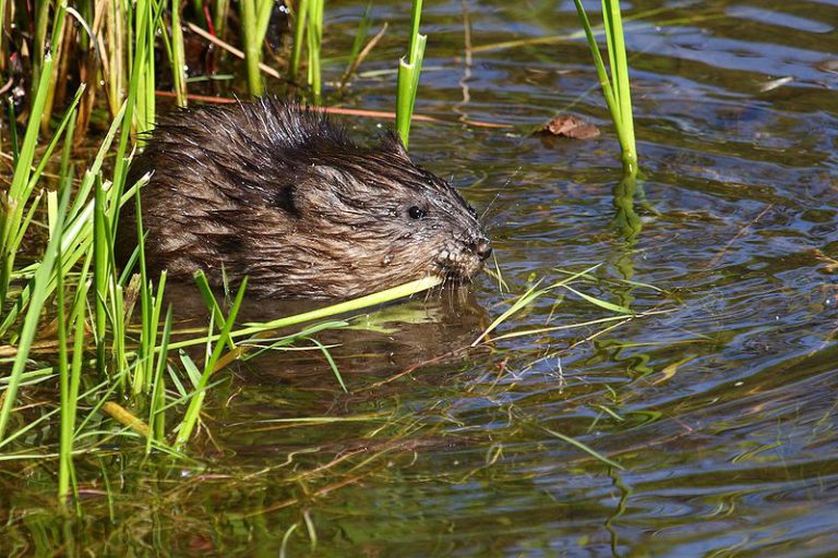 Quebec introduces wildlife research fees | Canadian Geographic