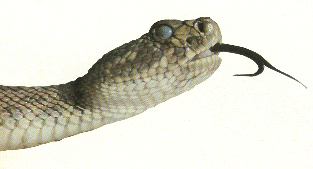 A Prairie rattlesnake