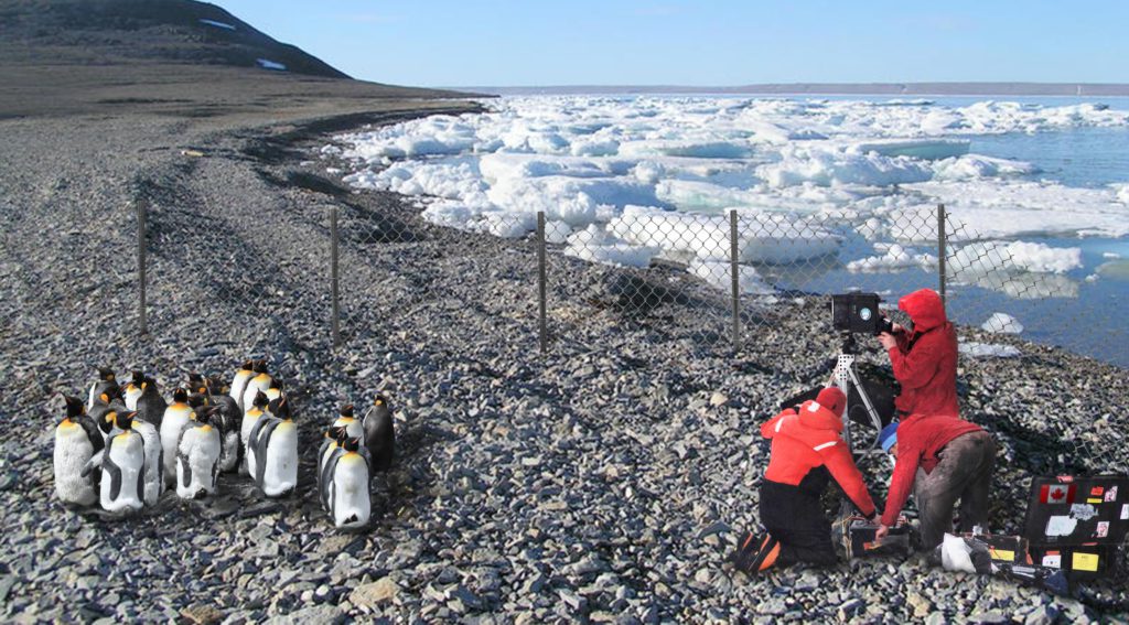 Researchers film penguins in Resolute Bay, Nunavut