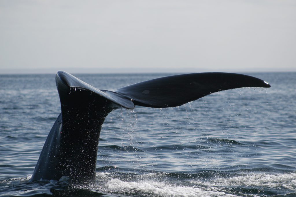 right whale