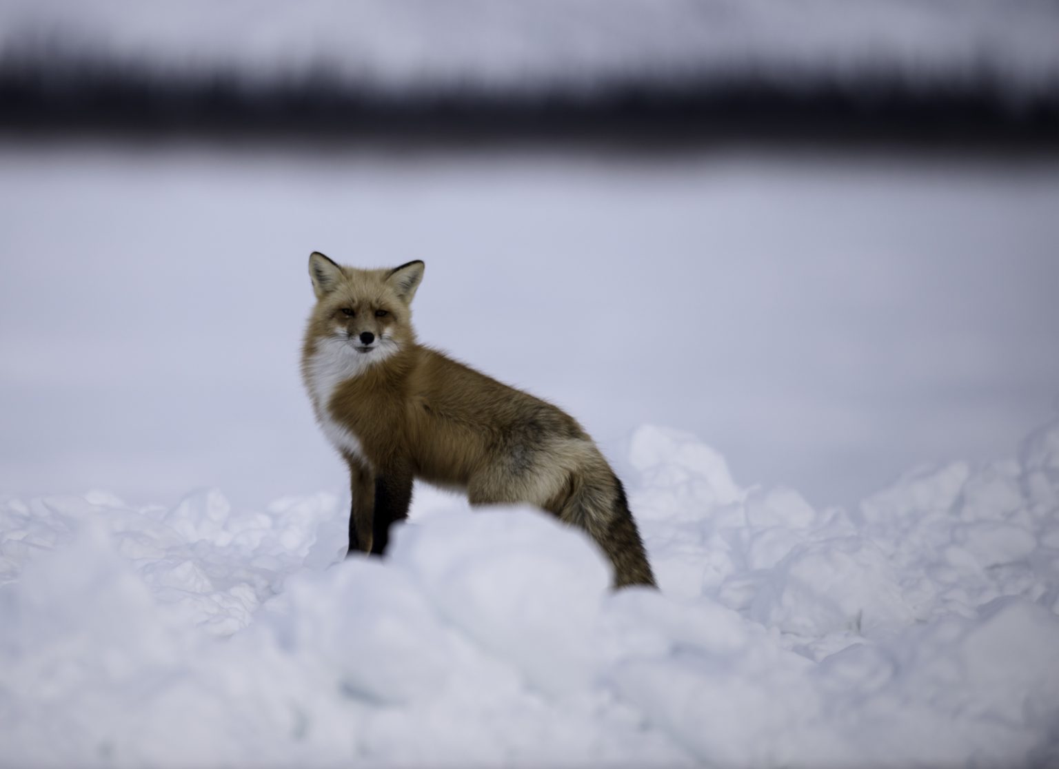 A red fox watches travellers from the side of the ice road