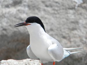 roseate tern endangered nova scotia protected habitat