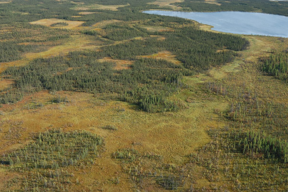 Saving the peatlands: Water loss in northern peatlands can accelerate ...