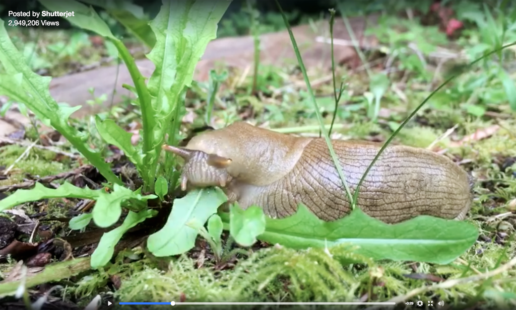Banana slug, video of the week, time-lapse, British Columbia, Canada, wildlife