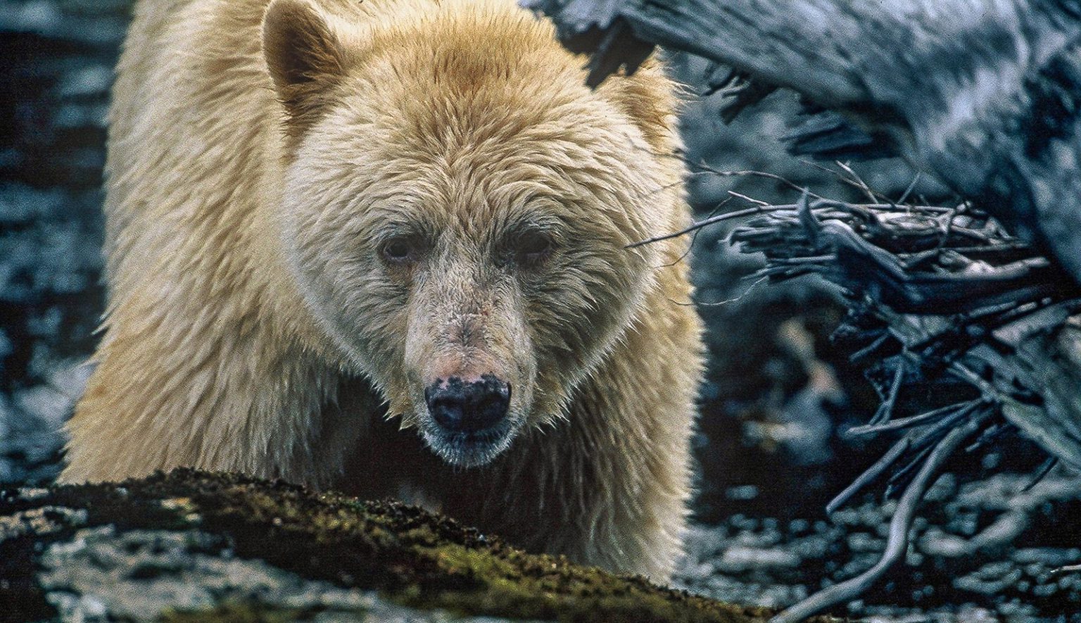 A spirit bear photographed in B.C.'s Great Bear Rainforest