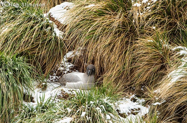 Following Shackleton to South Island Canadian Geographic
