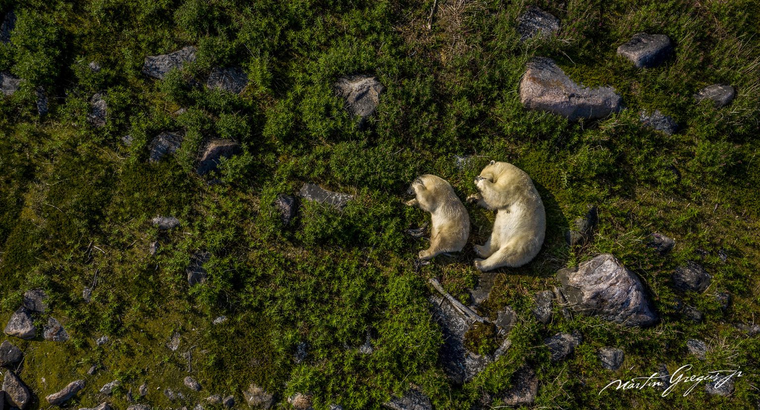 A mother polar bear and her cub curl up like twin kidney beans in a grassy meadow