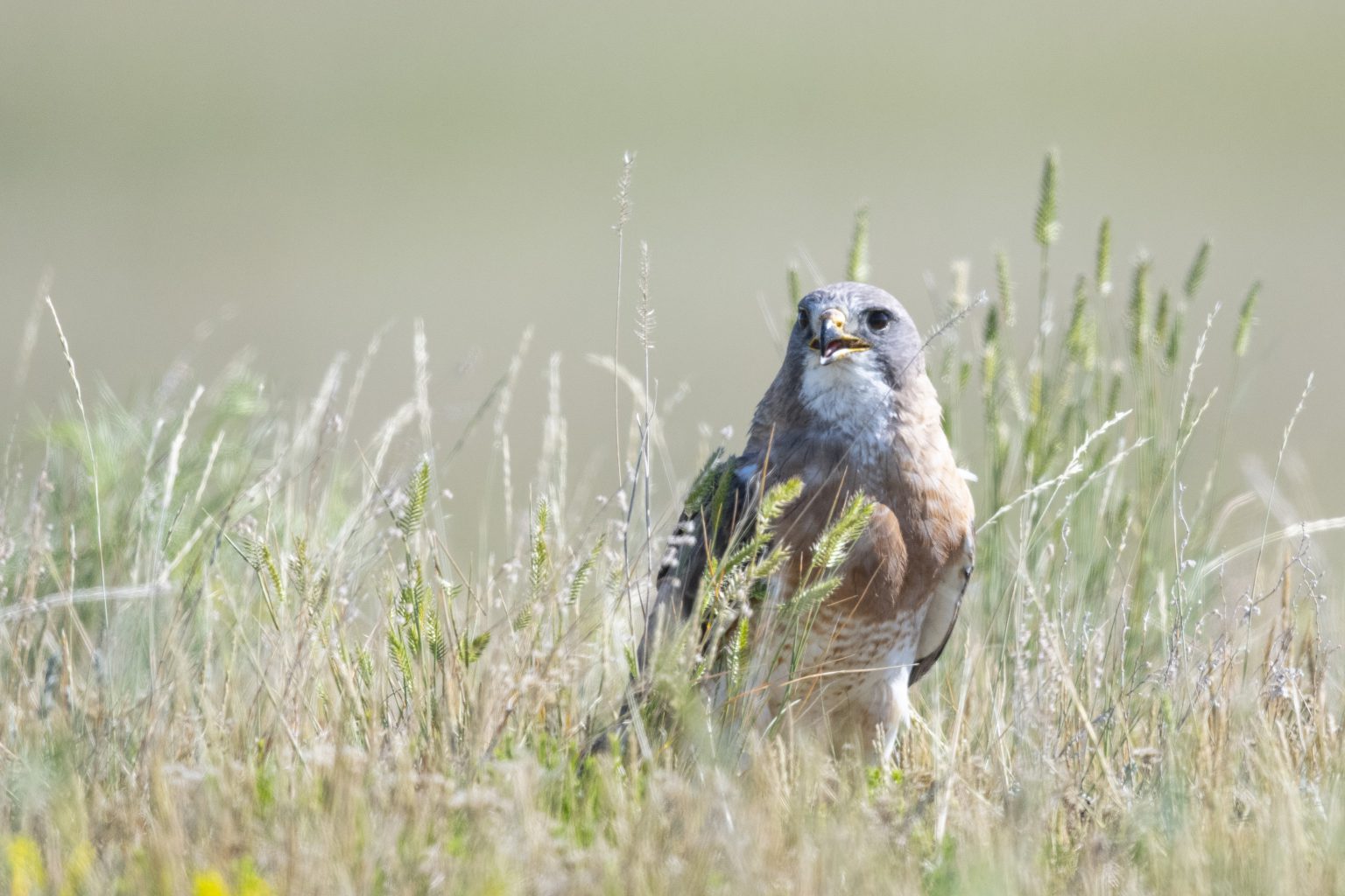 A hawk sits in the grass
