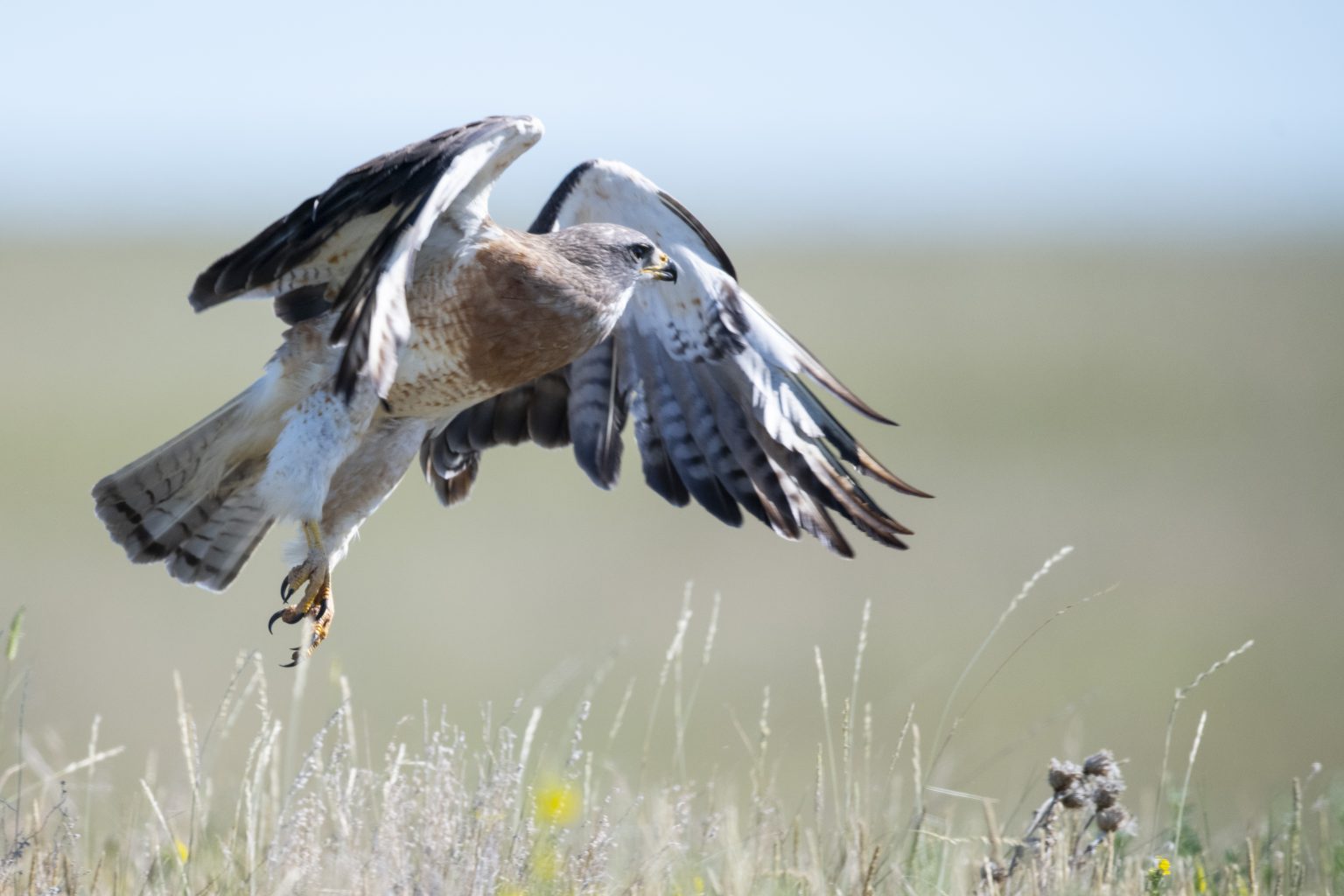 A hawk flies just above the ground