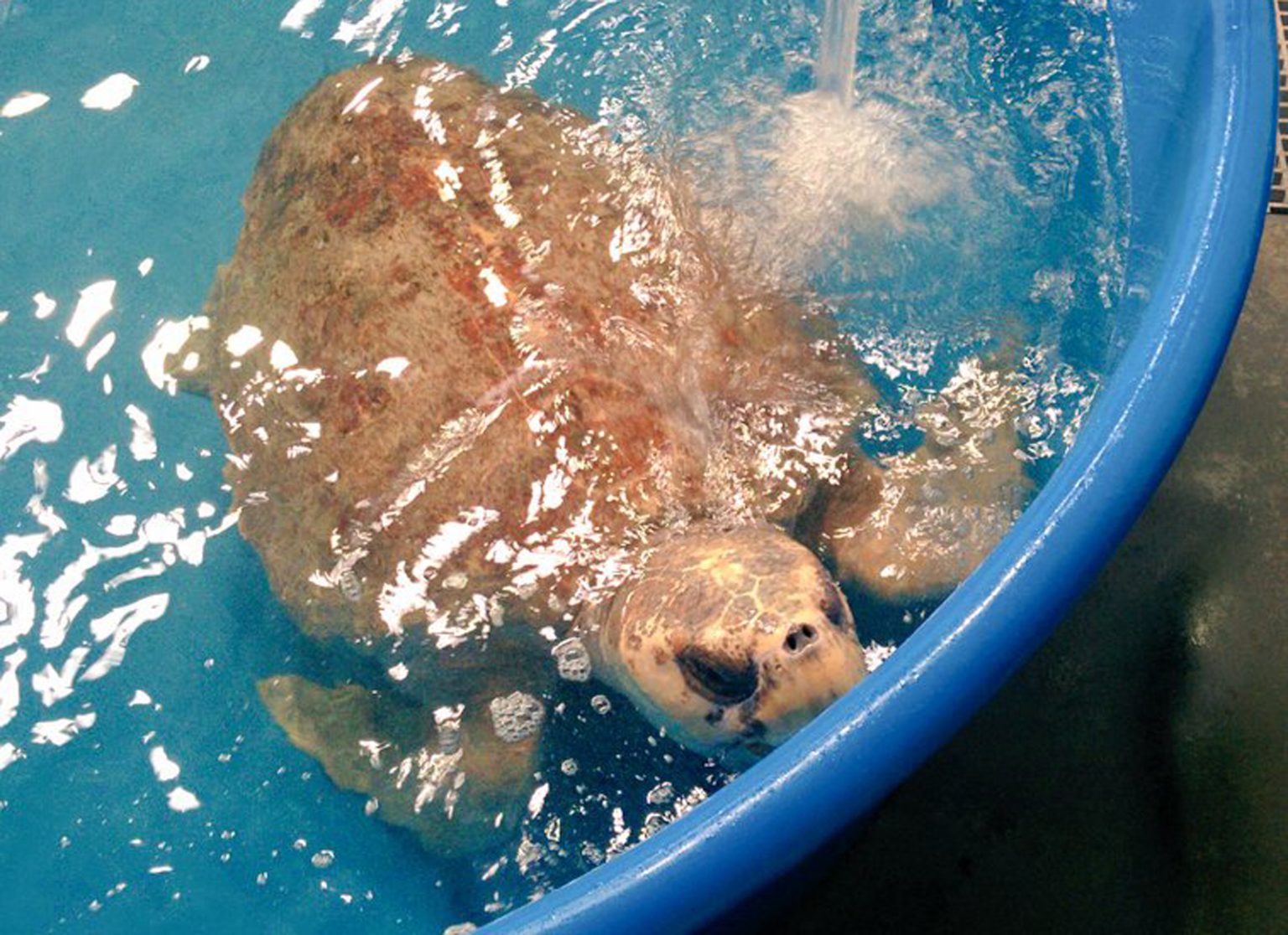 Sweetpea, a loggerhead sea turtle scheduled for release back into the wild