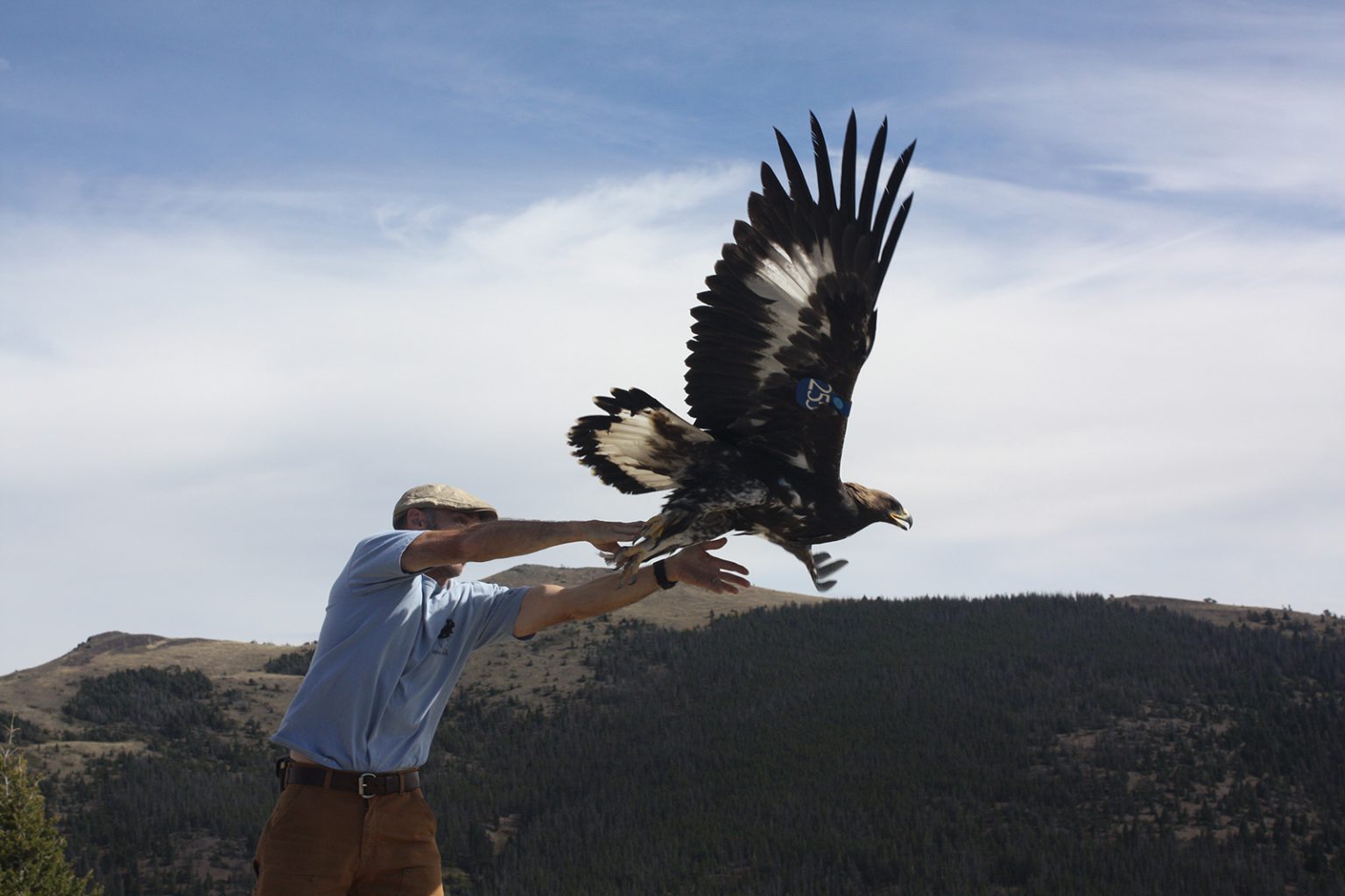A volunteer with the Raptor View Research Institute in Montana releases a wing-tagged golden eagle