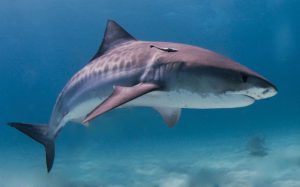 tiger shark