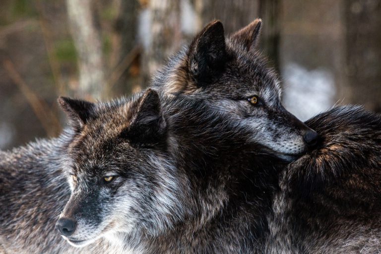 Timber wolves in captivity