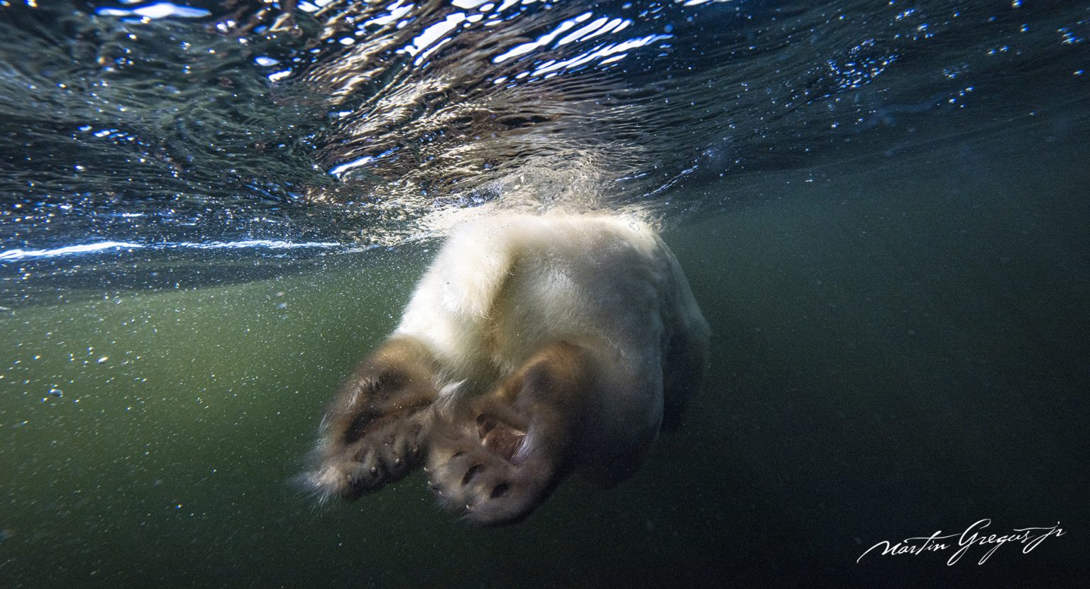 A polar bear swims away through the water, its feet acting as a rudder