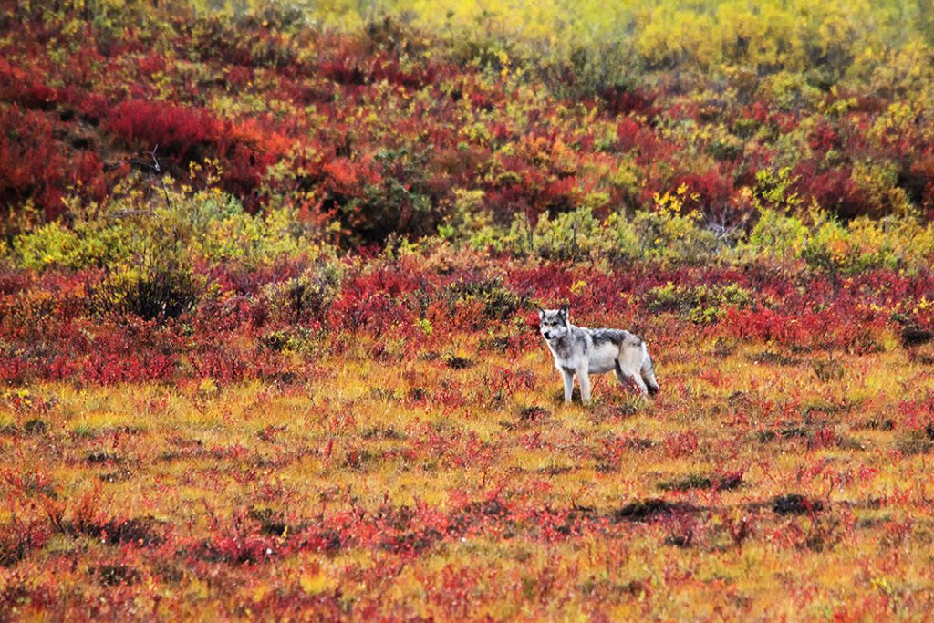 Tundra wolf fall colours