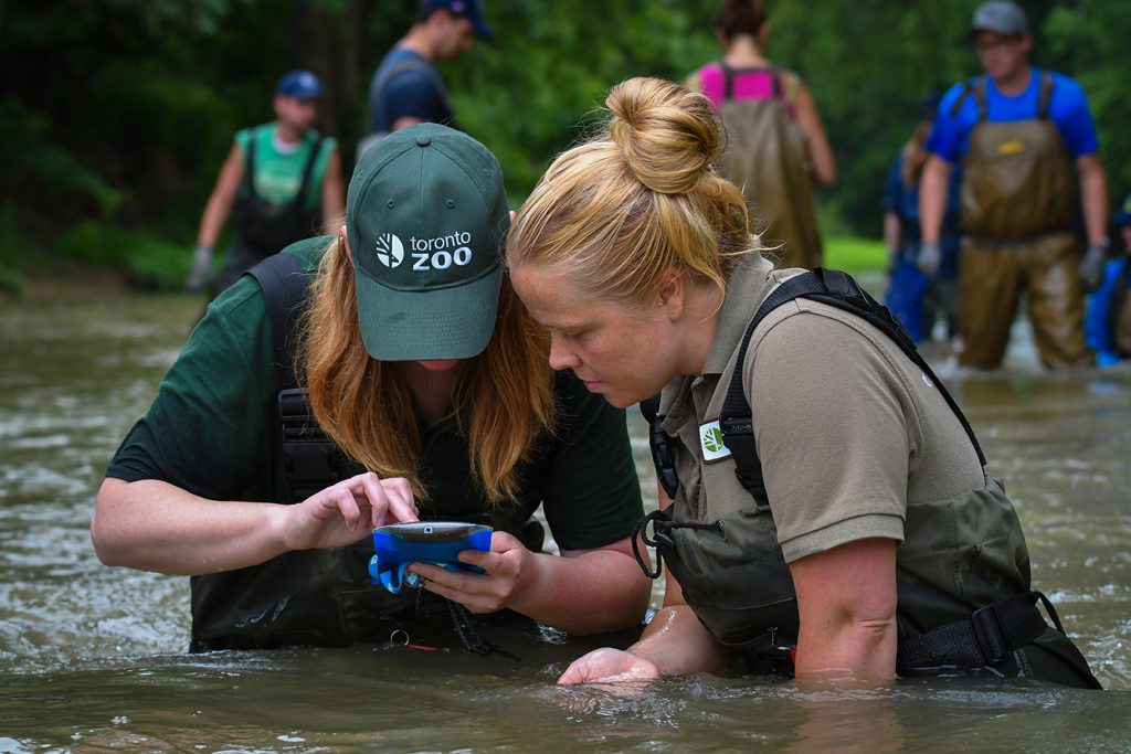 Toronto Zoo researchers using the Clam Counter app
