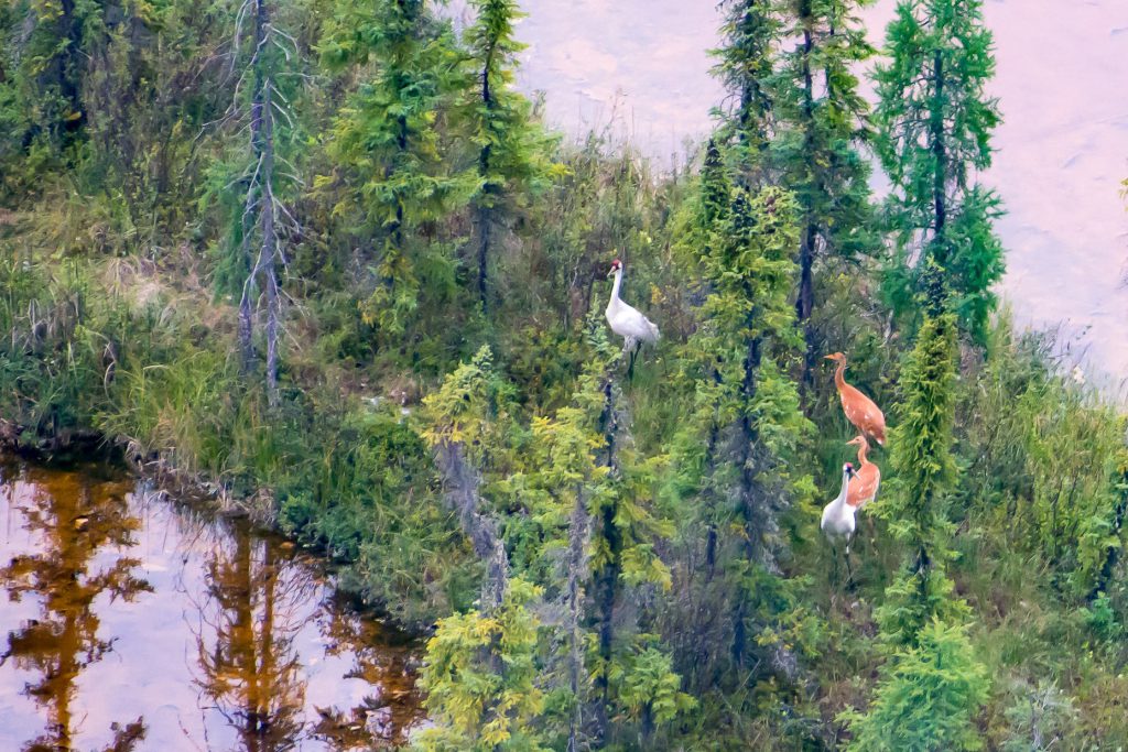 whooping crane twins and their parents