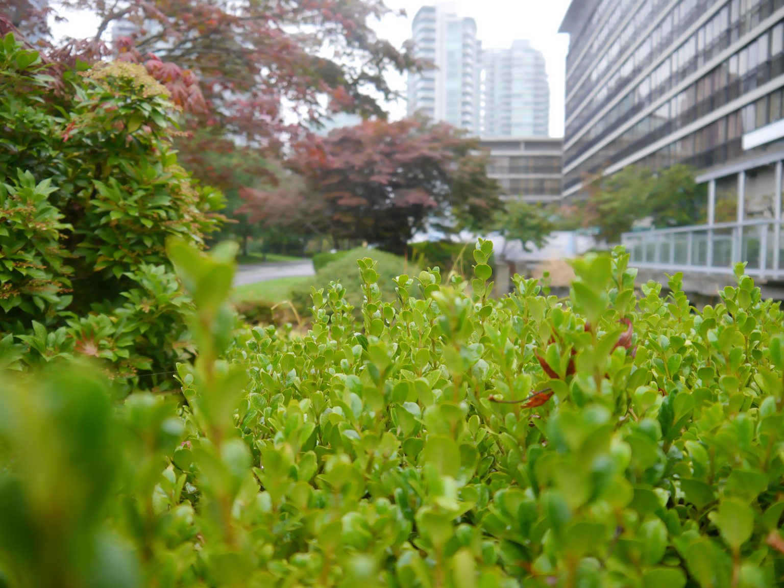 garden at the westin bayshore vancouver