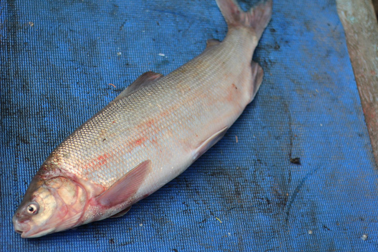 Whitefish