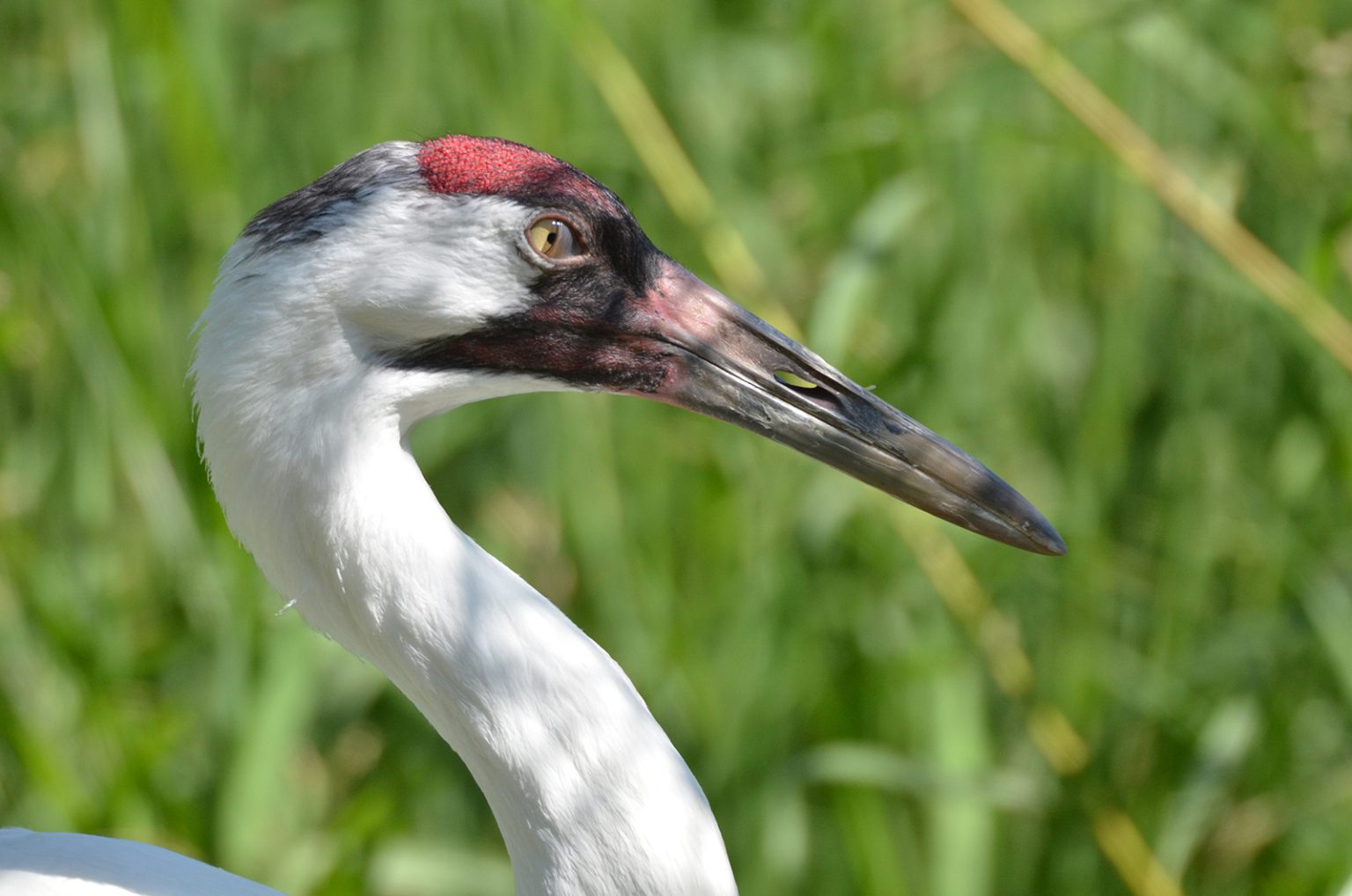 Whooping crane in Wood Buffalo National Park