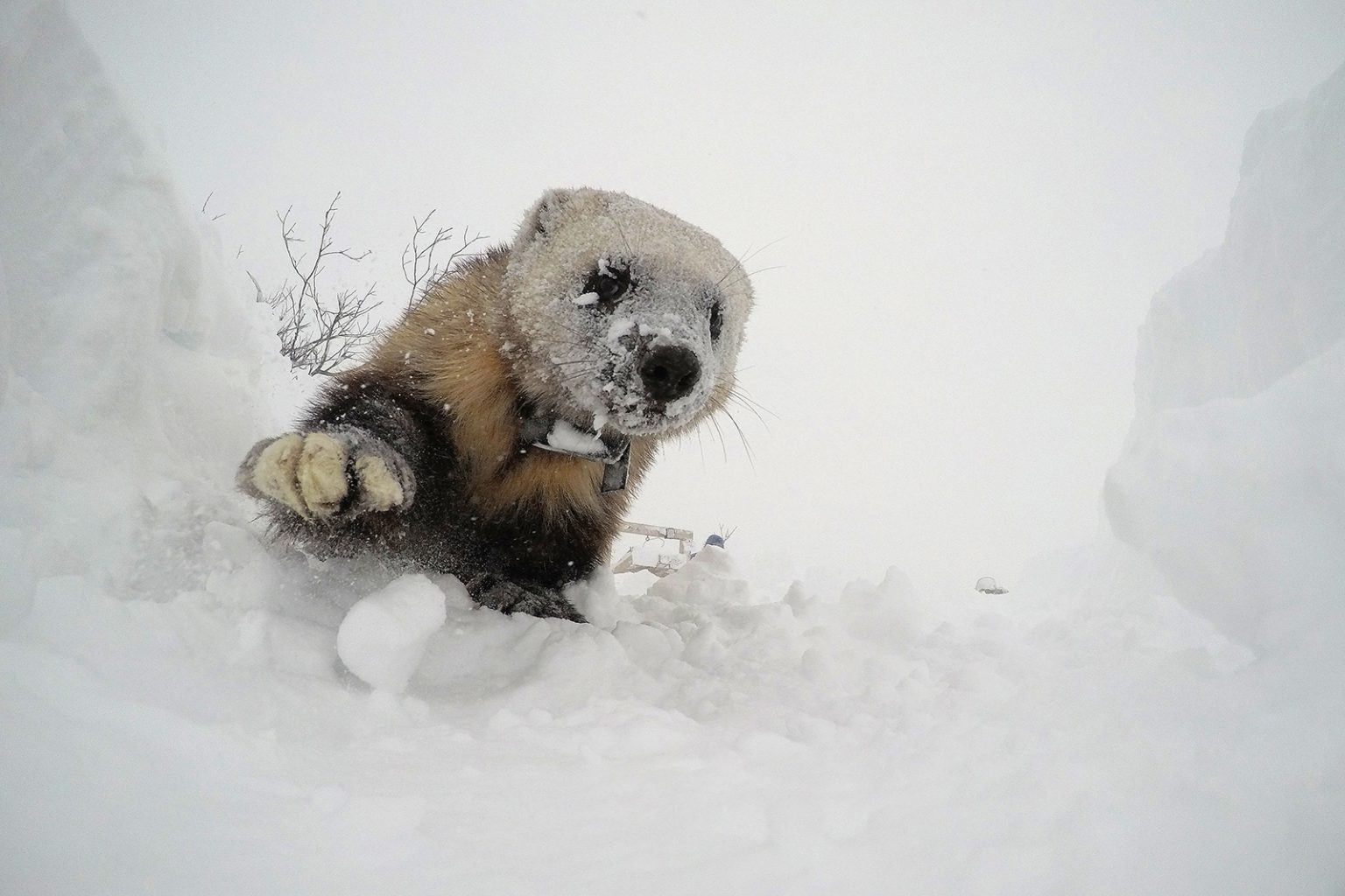 A wolverine climbs down a hole, its face covered in snow