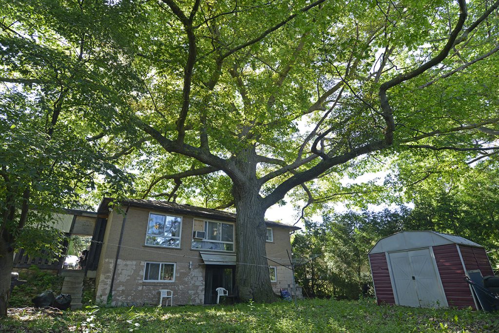 Zhelevo oak tree Toronto