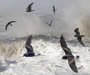 Leach's storm petrels fly above rough sea