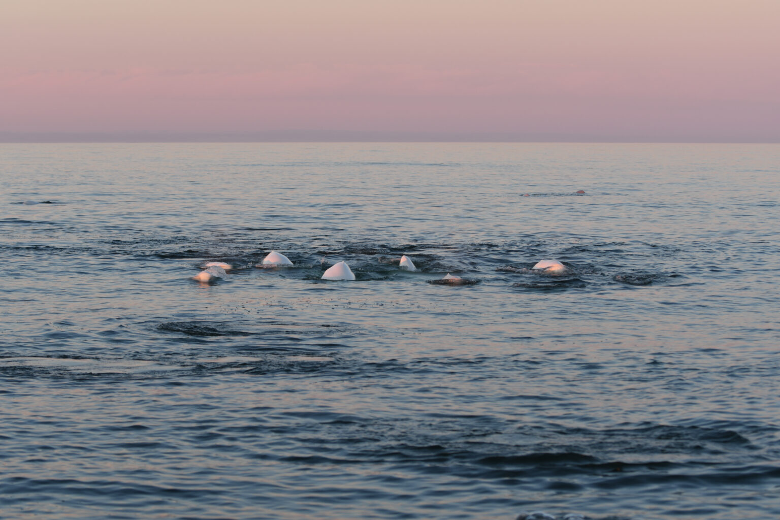 A pod of beluga whales swim in a dark blue ocean as the sun sets in soft pastel colours