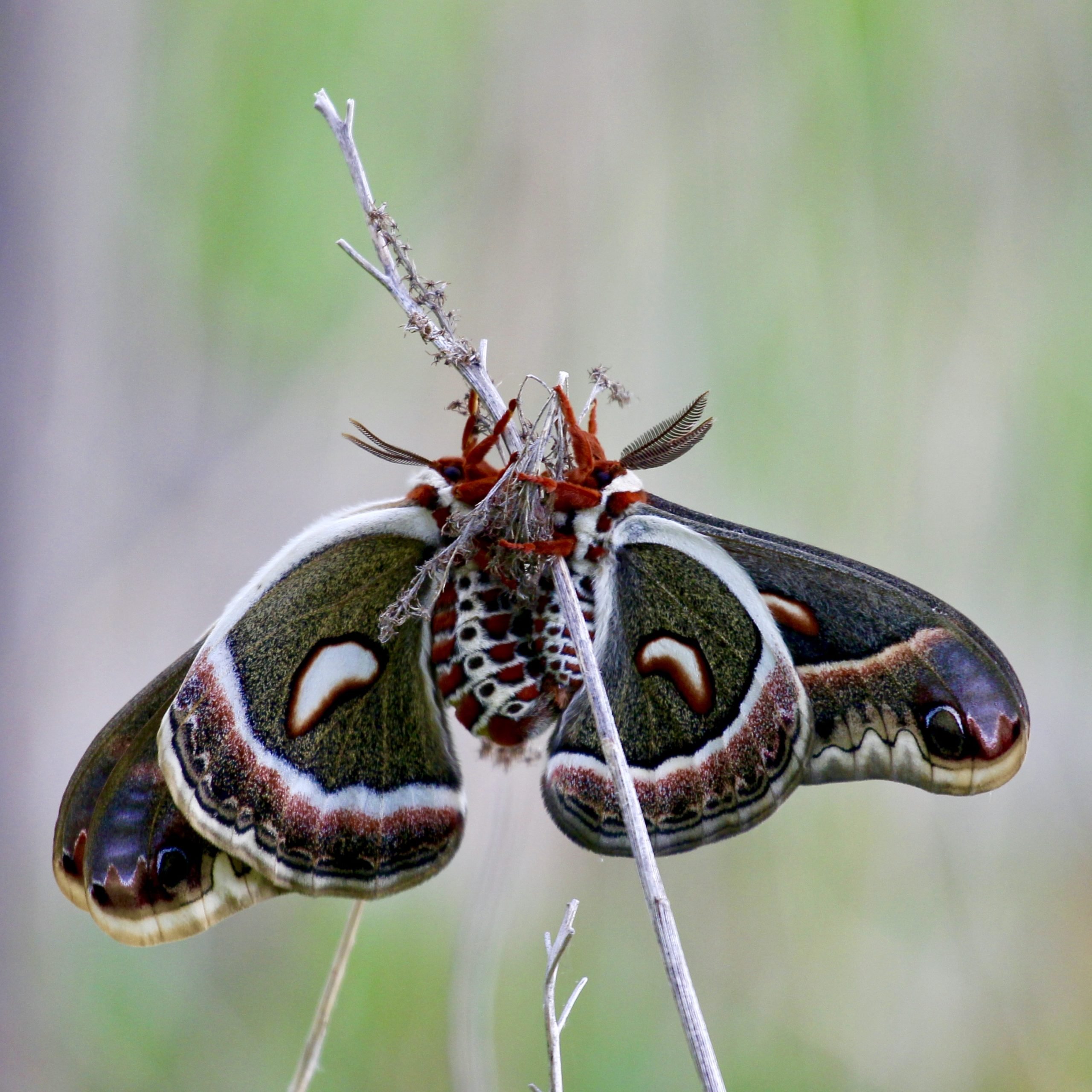 10 things you didn’t know about moths Canadian Geographic