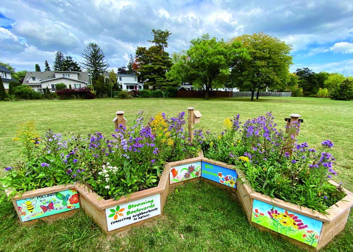 All about bees Common misconceptions, helping pollinators and how to